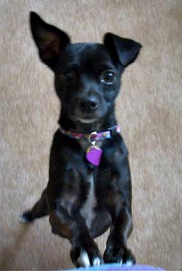 Rainier Veterinary Hospital Dog of the Month, May 2017: Eliot Rainier Veterinary Hospital Dog of the Month, May 2017: Eliot