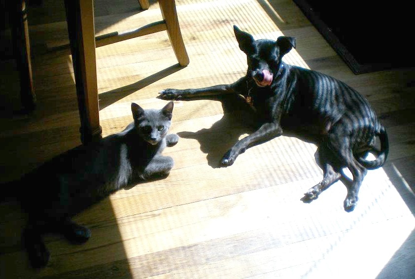 Rainier Veterinary Hospital Dog of the Month, May 2017: Eliot Rainier Veterinary Hospital Dog of the Month, May 2017: Eliot