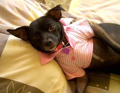 Rainier Veterinary Hospital Dog of the Month, May 2017: Eliot Rainier Veterinary Hospital Dog of the Month, May 2017: Eliot