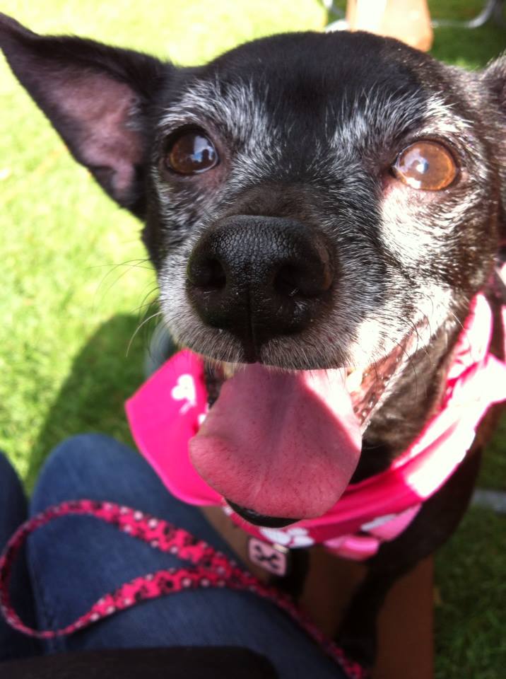Rainier Veterinary Hospital Dog of the Month, May 2017: Eliot Rainier Veterinary Hospital Dog of the Month, May 2017: Eliot