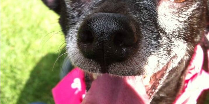 Rainier Veterinary Hospital Dog of the Month, May 2017: Eliot