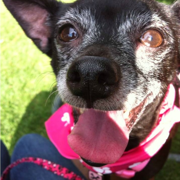 Rainier Veterinary Hospital Dog of the Month, May 2017: Eliot