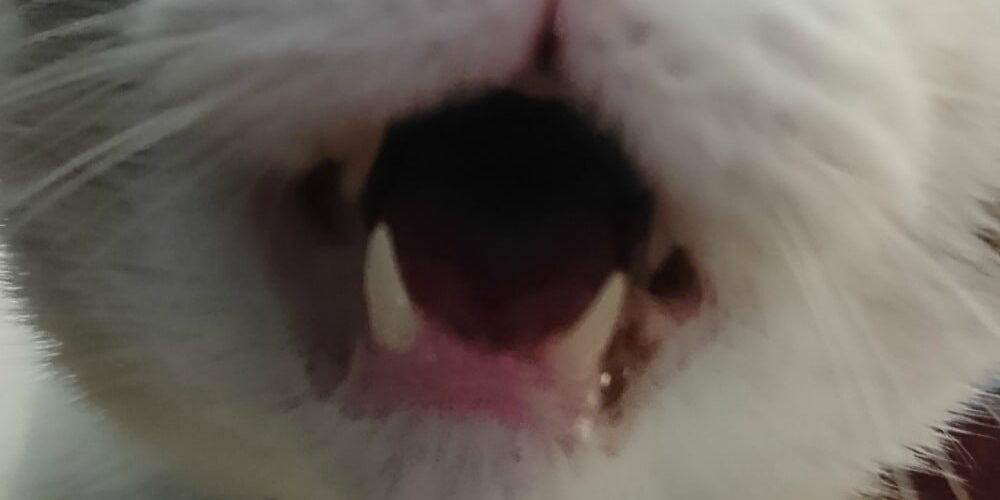 Rainier Veterinary Hospital Cat of the Month, June 2017: Mr. Bojangles