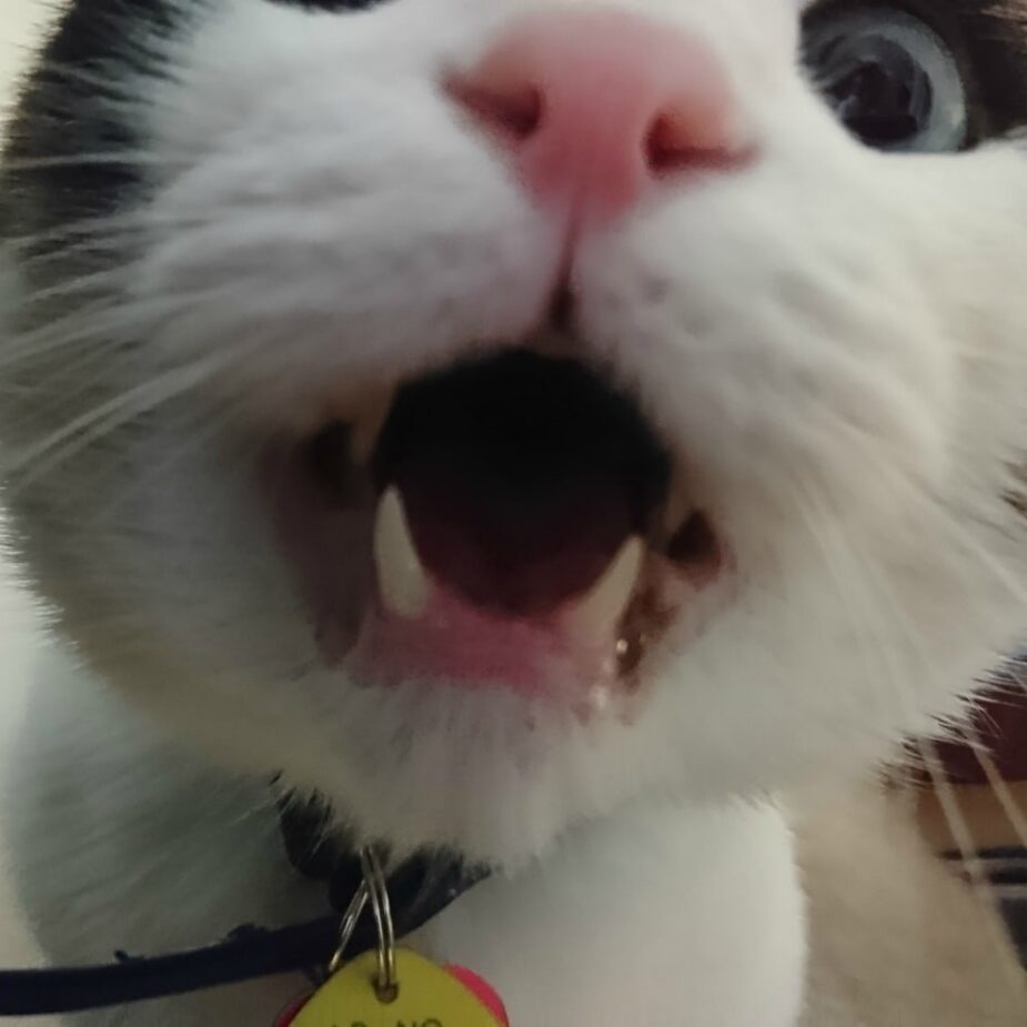 Rainier Veterinary Hospital Cat of the Month, June 2017: Mr. Bojangles