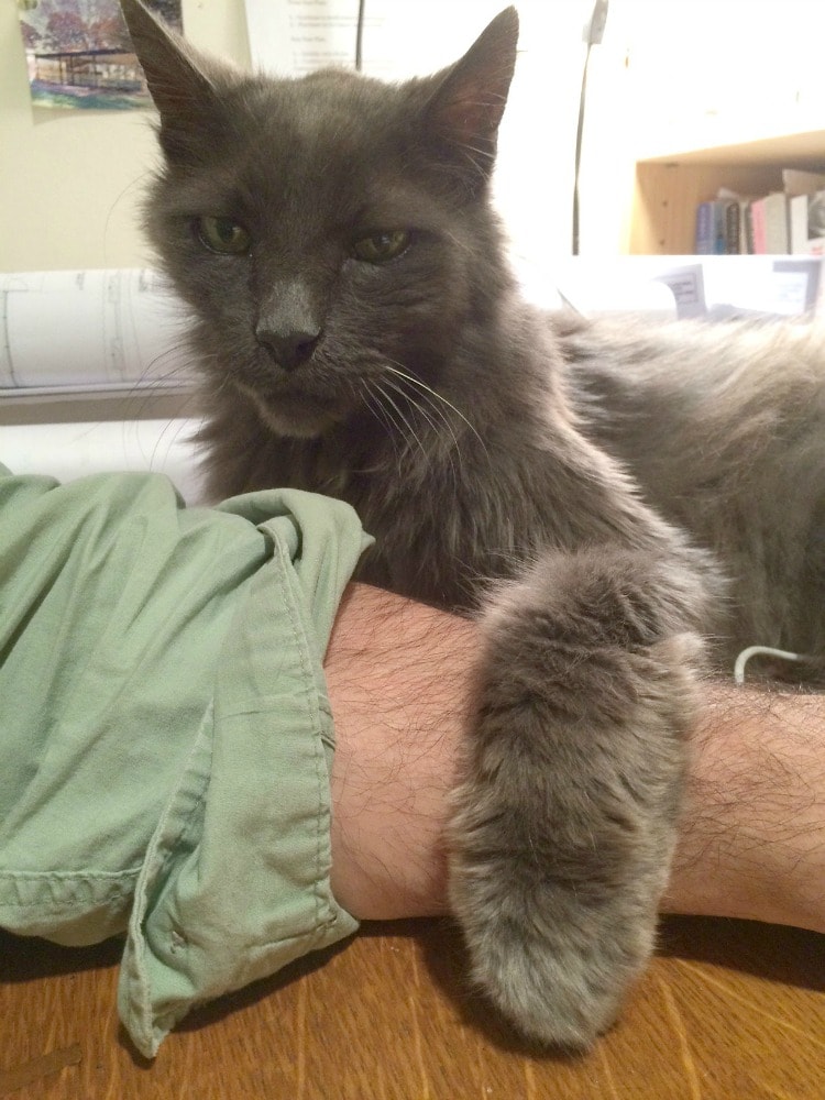 Rainier Veterinary Hospital Cat of the Month, July 2017: Gary Rainier Veterinary Hospital Cat of the Month, July 2017: Gary