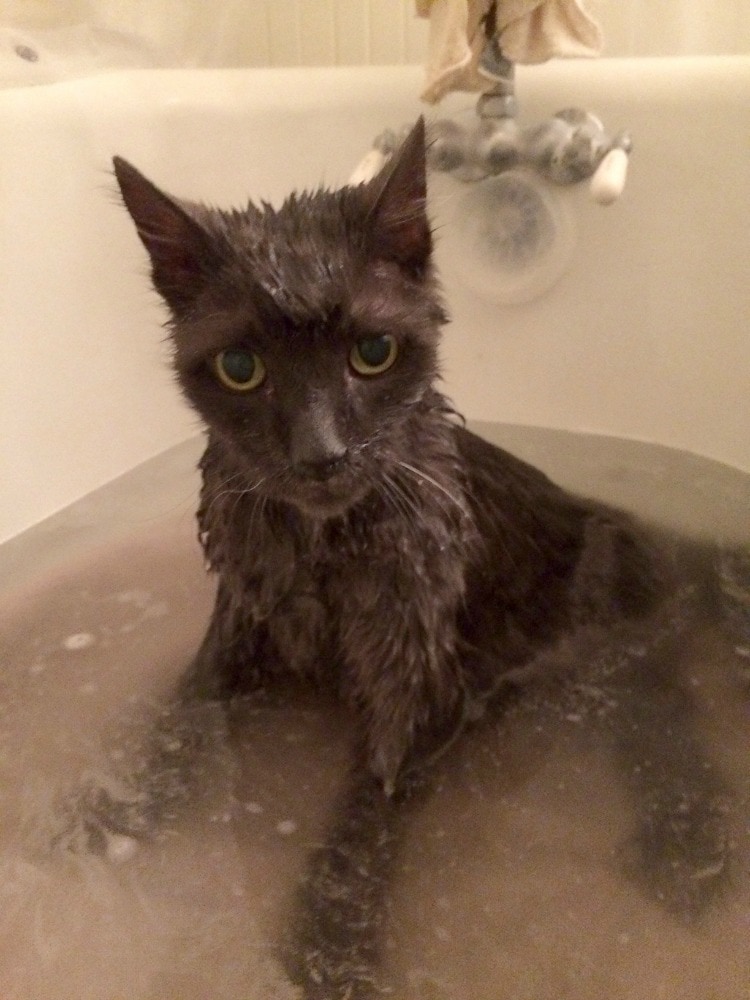 Rainier Veterinary Hospital Cat of the Month, July 2017: Gary Rainier Veterinary Hospital Cat of the Month, July 2017: Gary