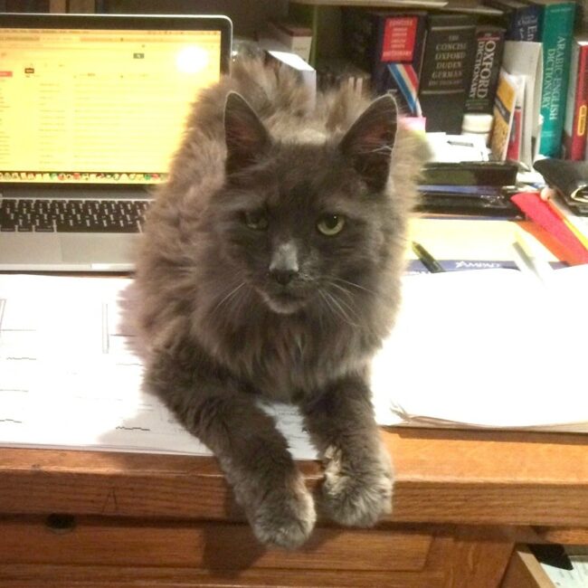 Rainier Veterinary Hospital Cat of the Month, July 2017: Gary