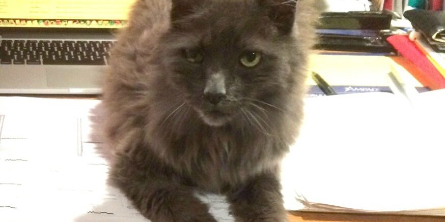 Rainier Veterinary Hospital Cat of the Month, July 2017: Gary