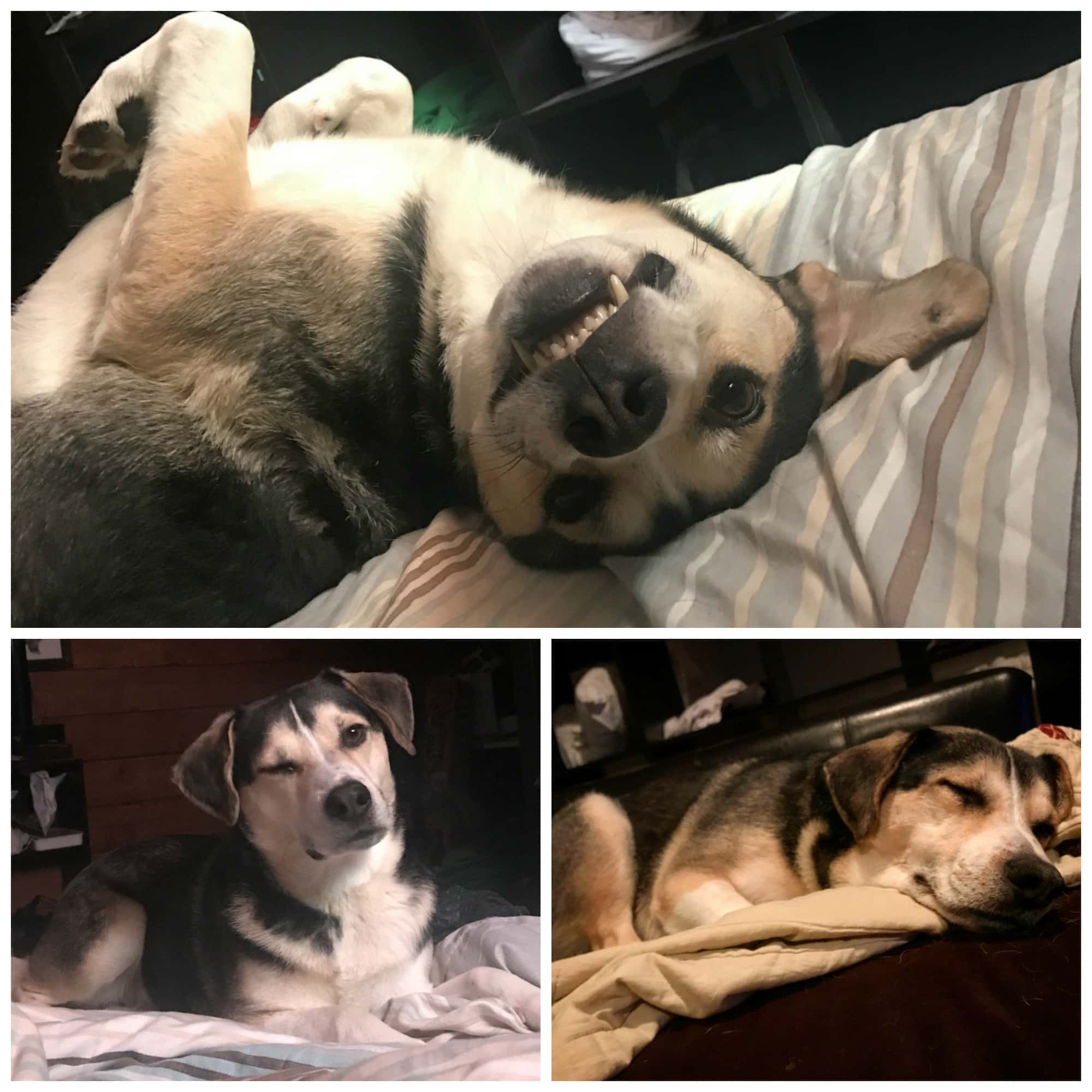 Rainier Veterinary Hospital Dog of the Month, July 2017: Johnny Rainier Veterinary Hospital Dog of the Month, July 2017: Johnny