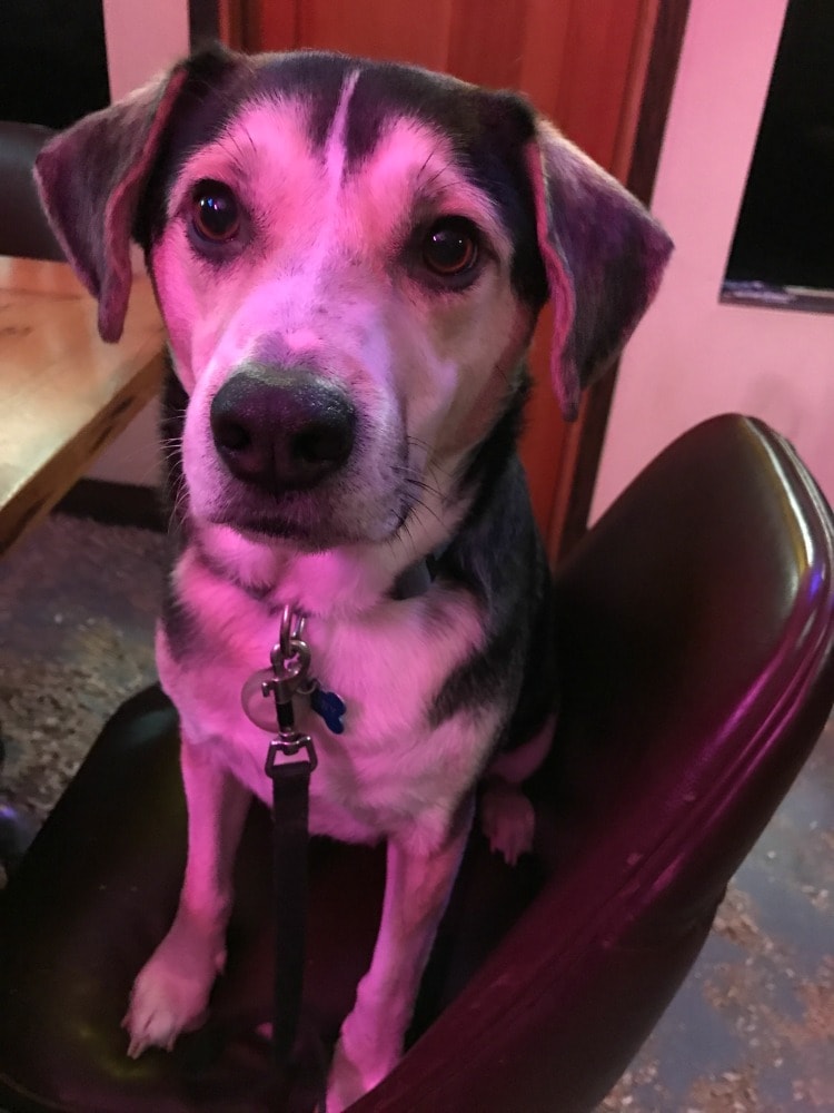 Rainier Veterinary Hospital Dog of the Month, July 2017: Johnny Rainier Veterinary Hospital Dog of the Month, July 2017: Johnny