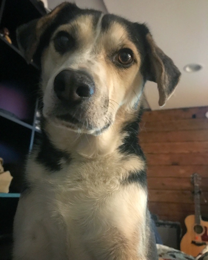 Rainier Veterinary Hospital Dog of the Month, July 2017: Johnny Rainier Veterinary Hospital Dog of the Month, July 2017: Johnny
