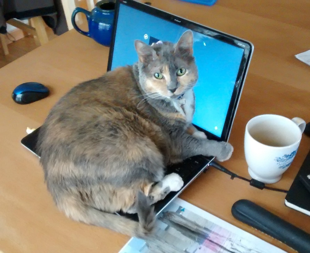 Rainier Veterinary Hospital Cat of the Month, August 2017: Mouse Rainier Veterinary Hospital Cat of the Month, August 2017: Mouse