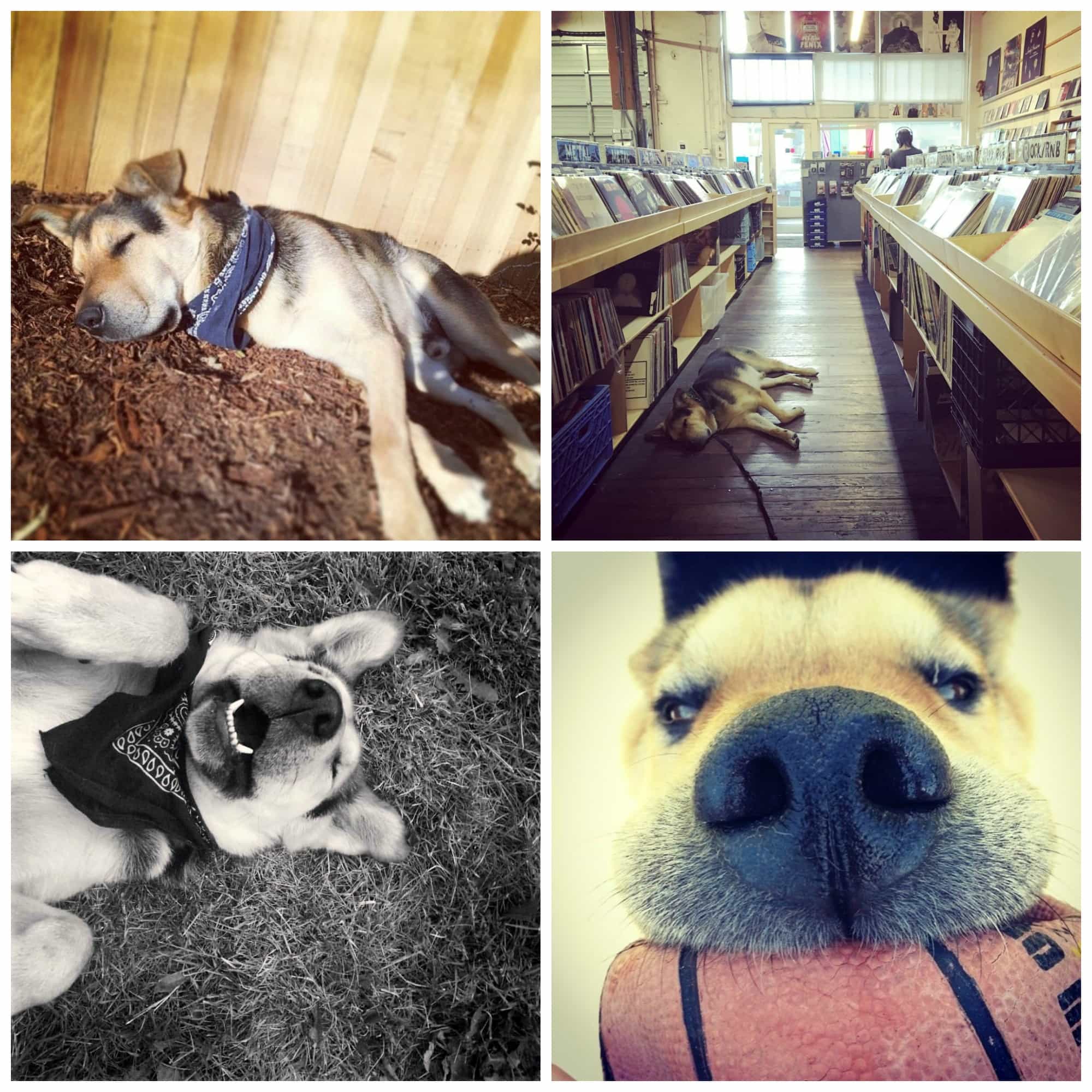 Rainier Veterinary Hospital Dog of the Month, August 2017: Coda Rainier Veterinary Hospital Dog of the Month, August 2017: Coda