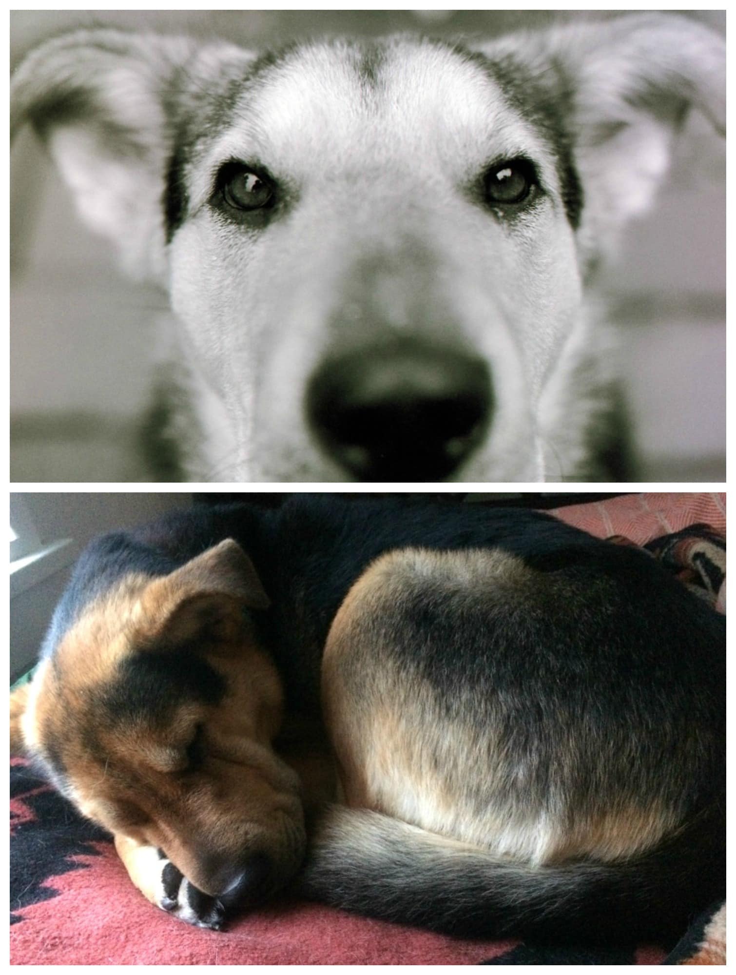 Rainier Veterinary Hospital Dog of the Month, August 2017: Coda Rainier Veterinary Hospital Dog of the Month, August 2017: Coda
