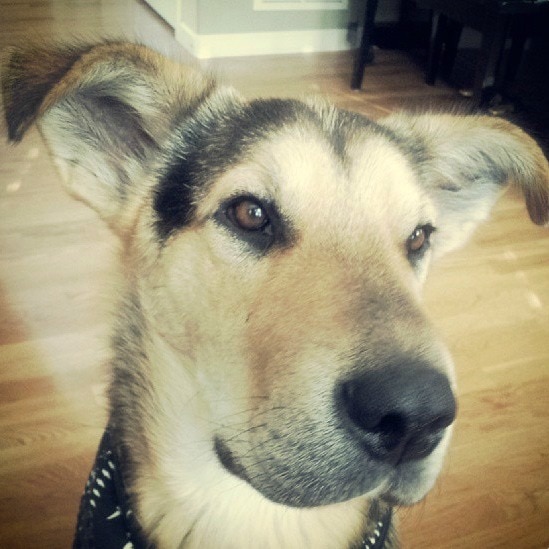 Rainier Veterinary Hospital Dog of the Month, August 2017: Coda Rainier Veterinary Hospital Dog of the Month, August 2017: Coda