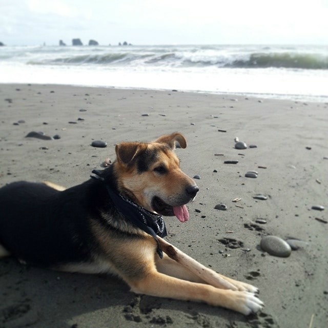 Rainier Veterinary Hospital Dog of the Month, August 2017: Coda Rainier Veterinary Hospital Dog of the Month, August 2017: Coda