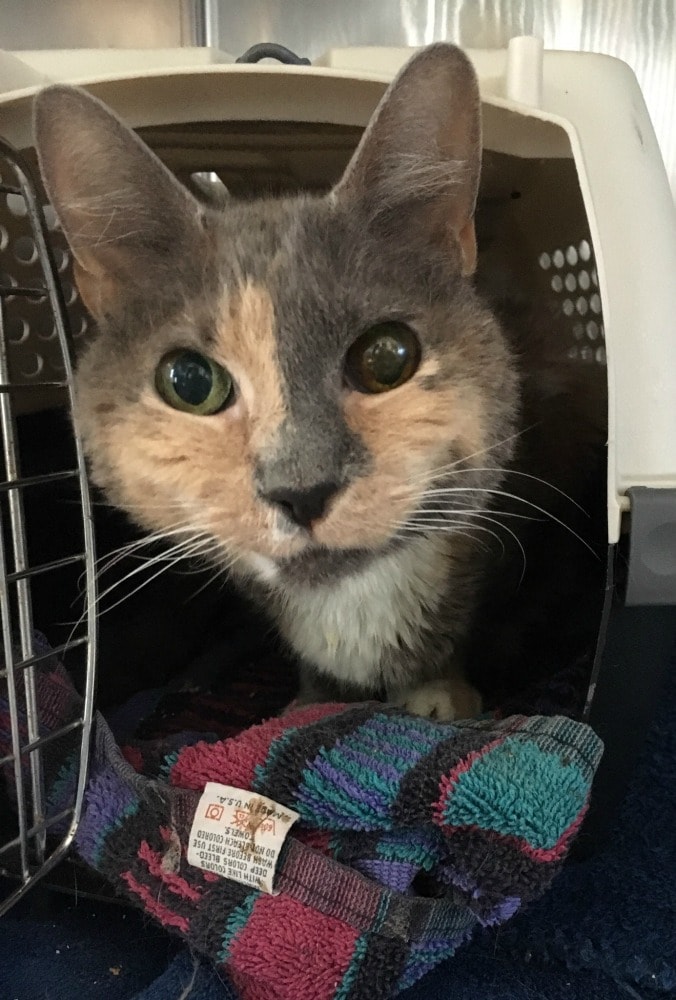 Rainier Veterinary Hospital Cat of the Month, August 2017: Mouse Rainier Veterinary Hospital Cat of the Month, August 2017: Mouse