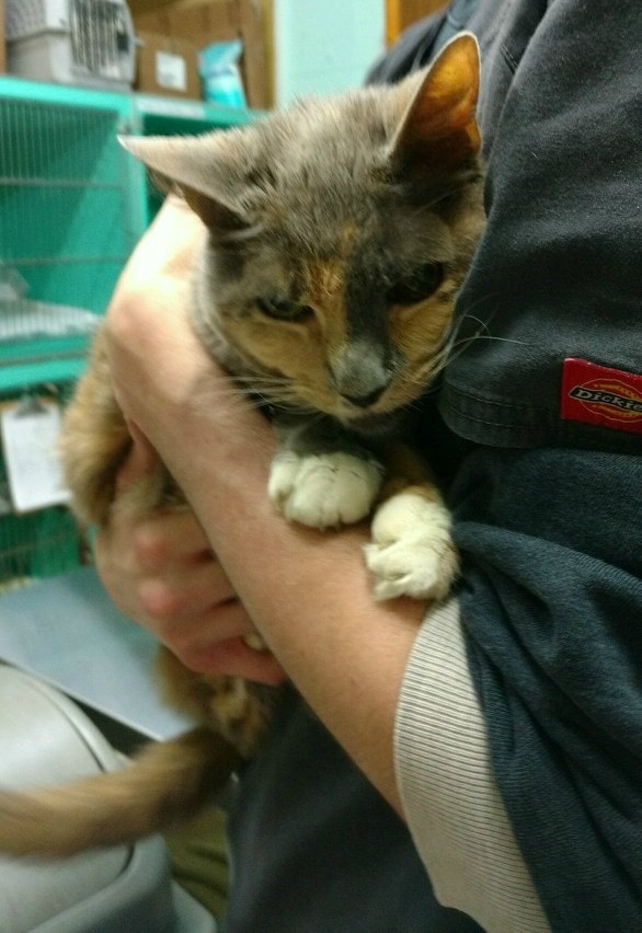 Rainier Veterinary Hospital Cat of the Month, August 2017: Mouse Rainier Veterinary Hospital Cat of the Month, August 2017: Mouse