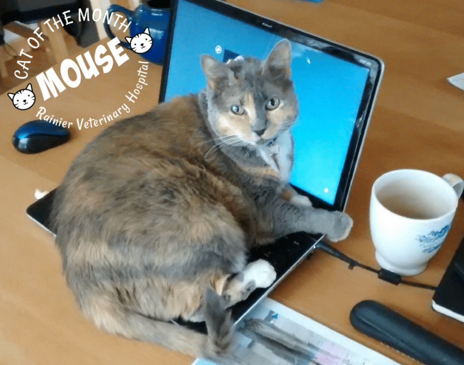 Rainier Veterinary Hospital Cat of the Month, August 2017: Mouse