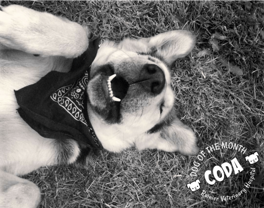 Rainier Veterinary Hospital Dog of the Month, August 2017: Coda