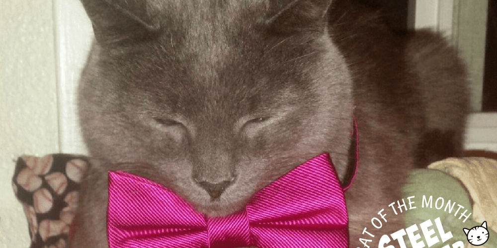 Rainier Veterinary Hospital Cat of the Month, September 2017: Steel Panther