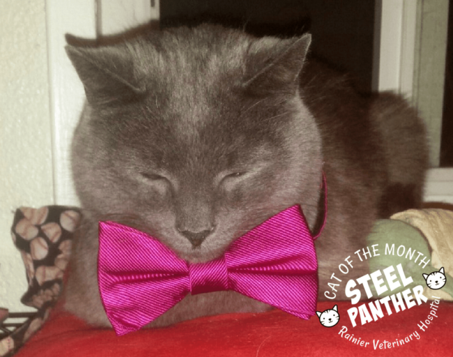 Rainier Veterinary Hospital Cat of the Month, September 2017: Steel Panther