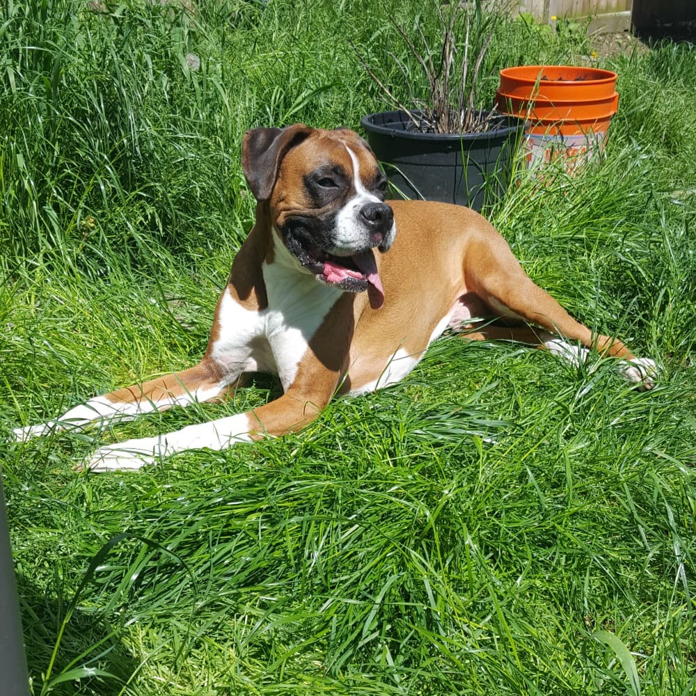 Rainier Veterinary Hospital Dog of the Month, September 2017: Hatchet & Beefcake Rainier Veterinary Hospital Dog of the Month, September 2017: Hatchet & Beefcake