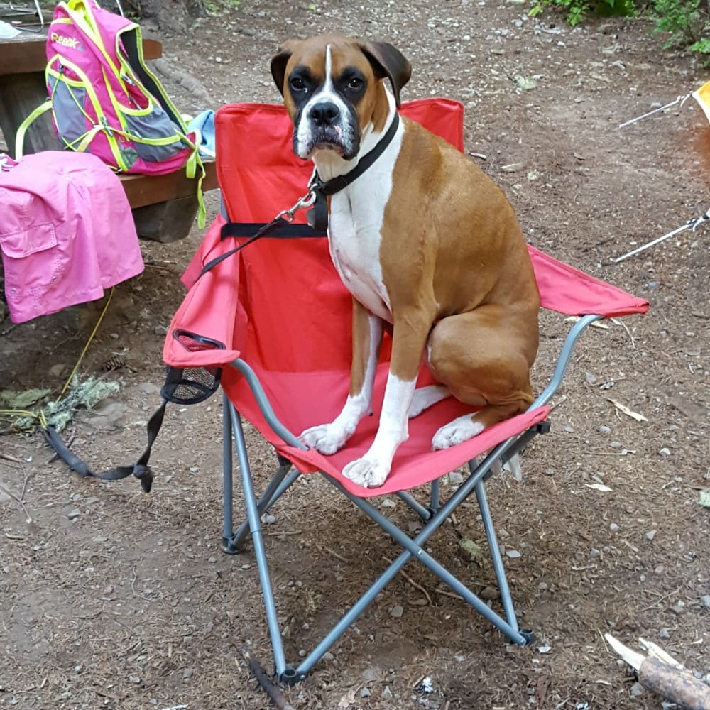 Rainier Veterinary Hospital Dog of the Month, September 2017: Hatchet & Beefcake Rainier Veterinary Hospital Dog of the Month, September 2017: Hatchet & Beefcake