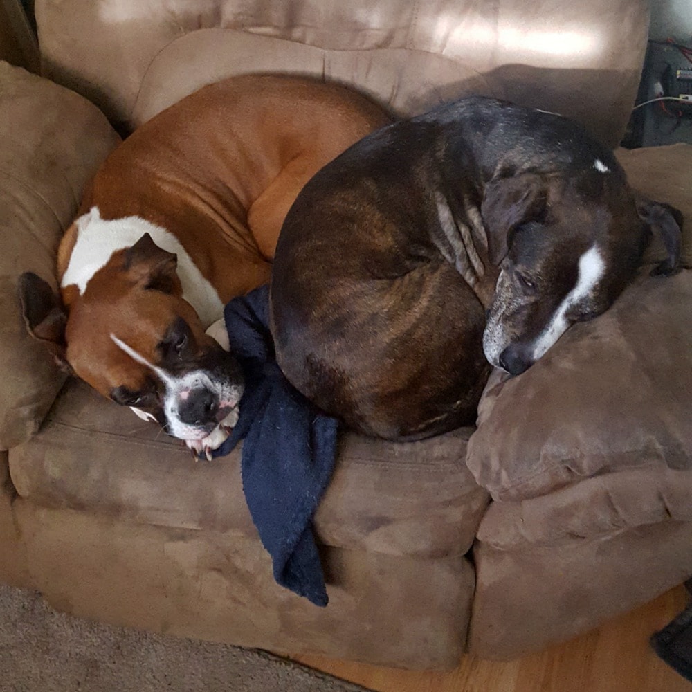 Rainier Veterinary Hospital Dog of the Month, September 2017: Hatchet & Beefcake Rainier Veterinary Hospital Dog of the Month, September 2017: Hatchet & Beefcake