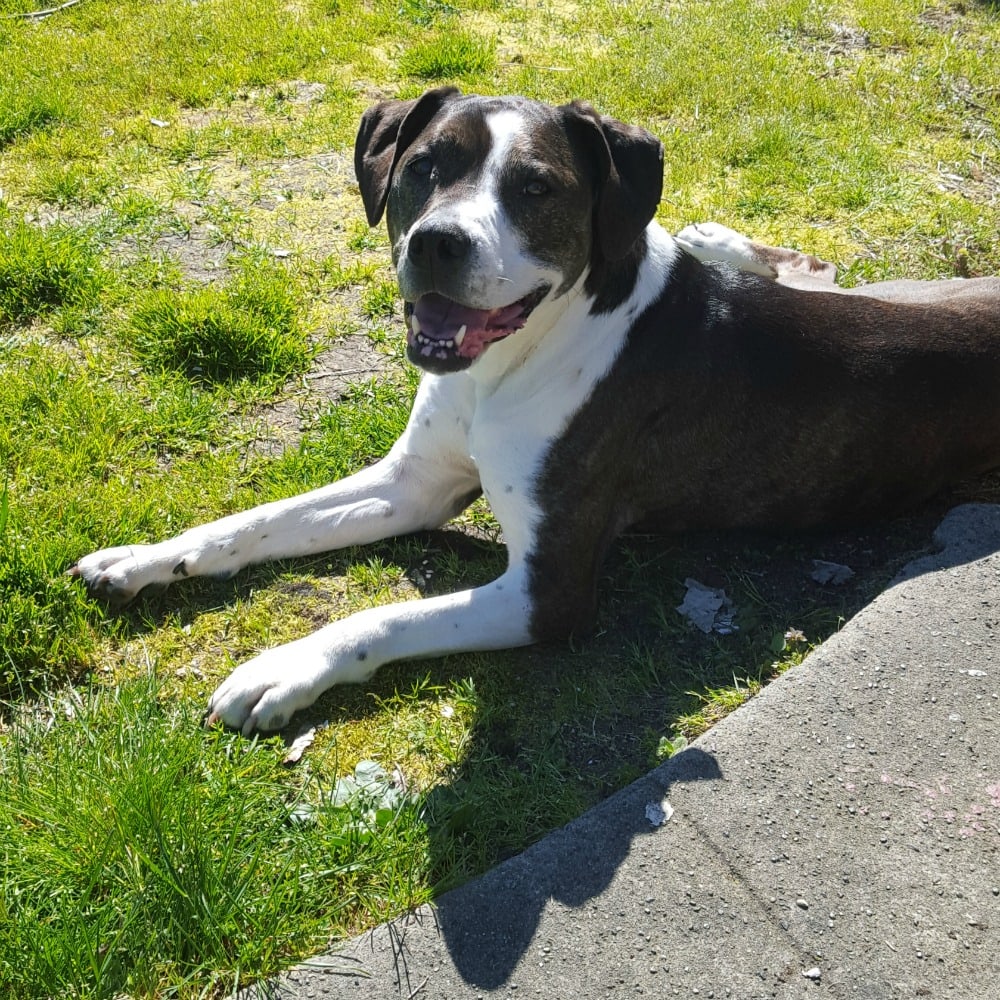 2017-09-01_Dog-of-the-Month_Hatchet2 Rainier Veterinary Hospital Dog of the Month, September 2017: Hatchet & Beefcake