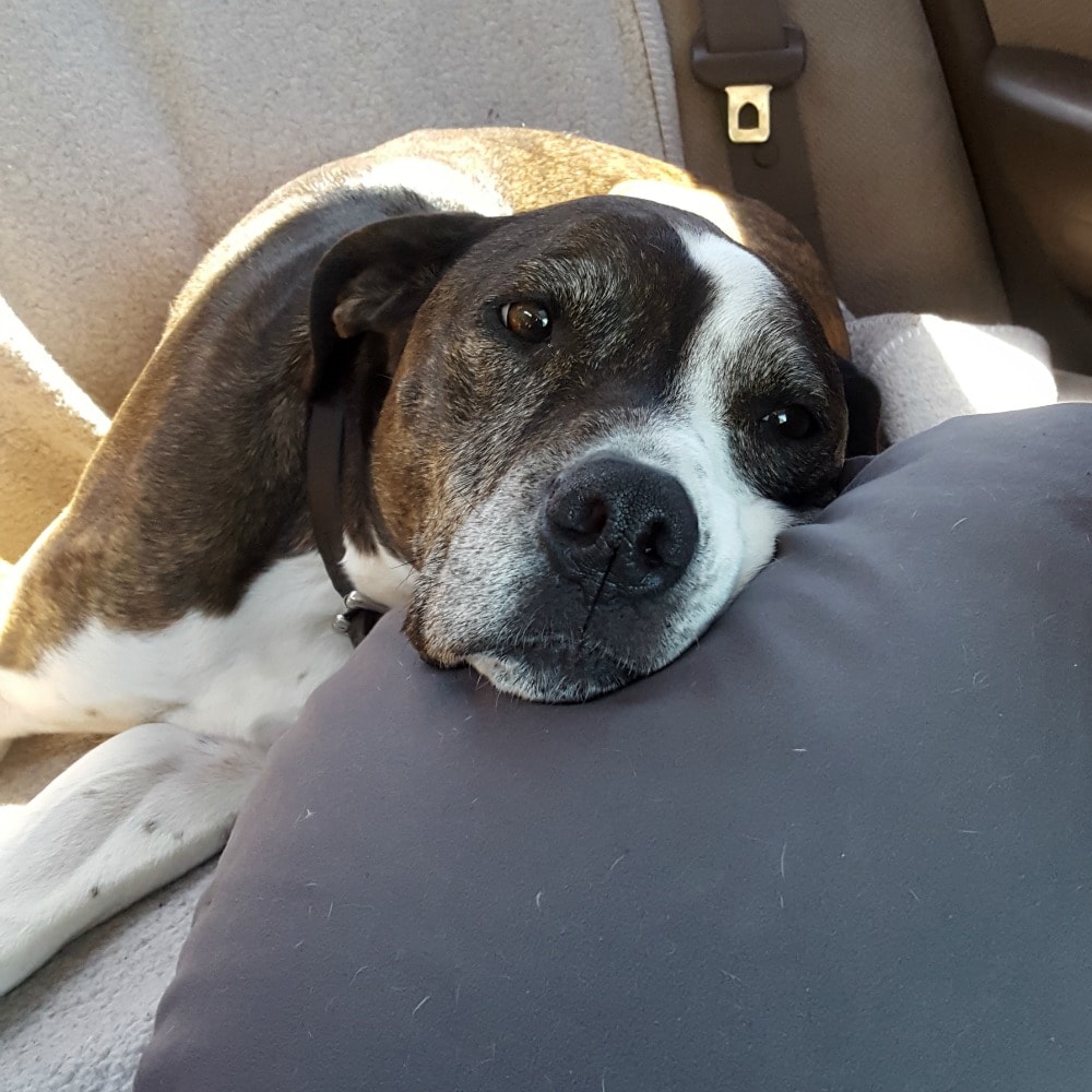 Rainier Veterinary Hospital Dog of the Month, September 2017: Hatchet & Beefcake Rainier Veterinary Hospital Dog of the Month, September 2017: Hatchet & Beefcake