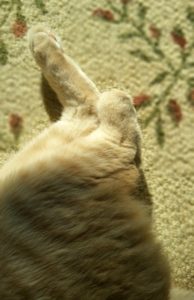 Rainier Veterinary Hospital Cat of the Month, November 2017: Juno