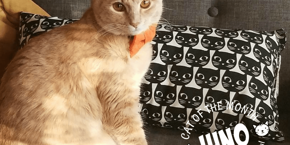 Rainier Veterinary Hospital Cat of the Month, November 2017: Juno