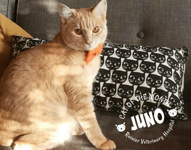 Rainier Veterinary Hospital Cat of the Month, November 2017: Juno