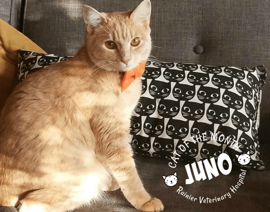 Rainier Veterinary Hospital Cat of the Month, November 2017: Juno