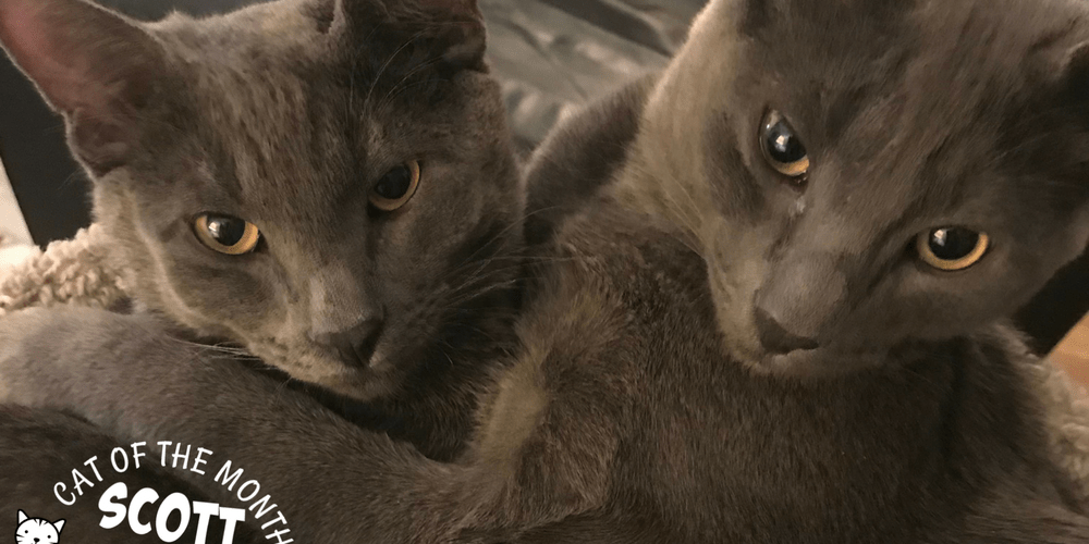 Rainier Veterinary Hospital Cat of the Month, March 2018: Scott & Jeff