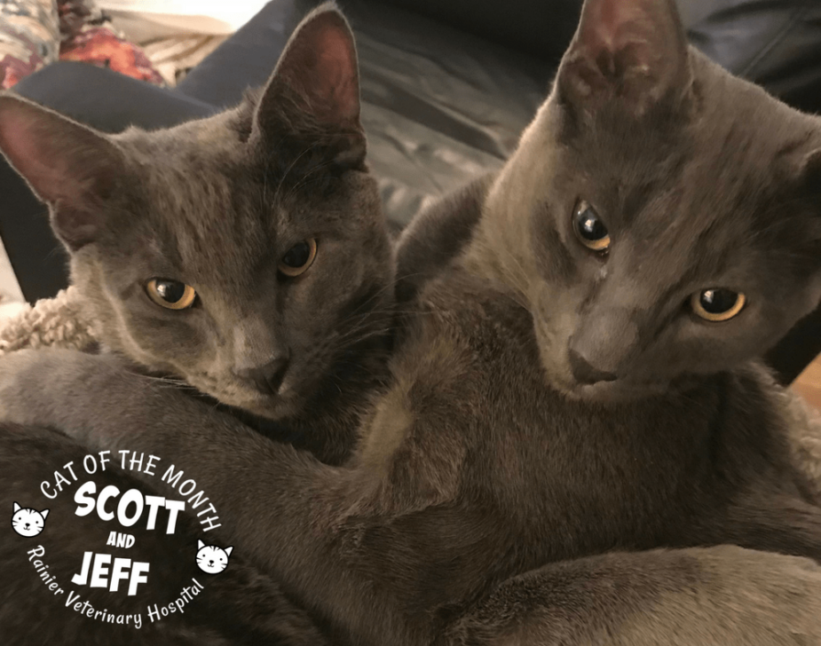 Rainier Veterinary Hospital Cat of the Month, March 2018: Scott & Jeff
