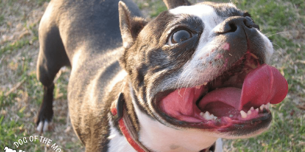 Rainier Veterinary Hospital Dog of the Month, March 2018: Habipti