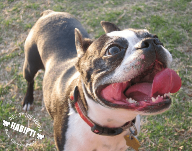 Rainier Veterinary Hospital Dog of the Month, March 2018: Habipti