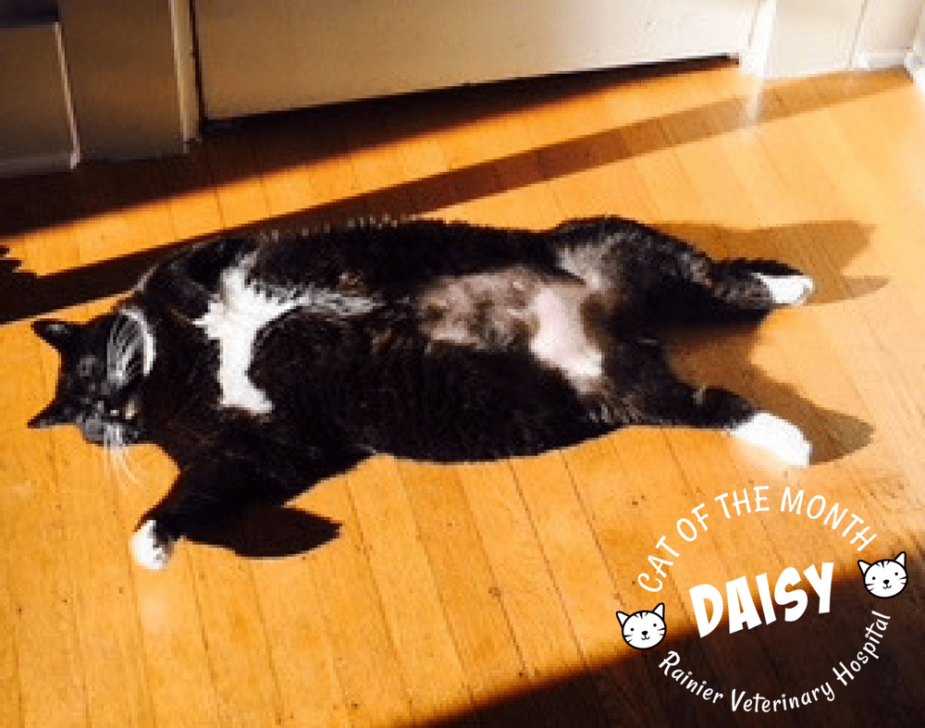Rainier Veterinary Hospital Cat of the Month, April 2018: Daisy