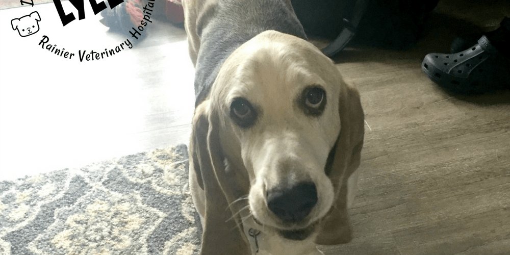 Rainier Veterinary Hospital Dog of the Month, April 2018: Lyle