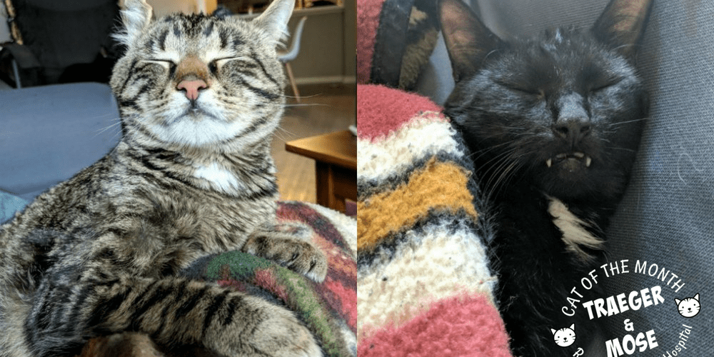 Rainier Veterinary Hospital Cats of the Month, June 2018: Traeger and Mose
