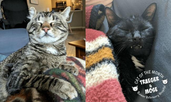Rainier Veterinary Hospital Cats of the Month, June 2018: Traeger and Mose