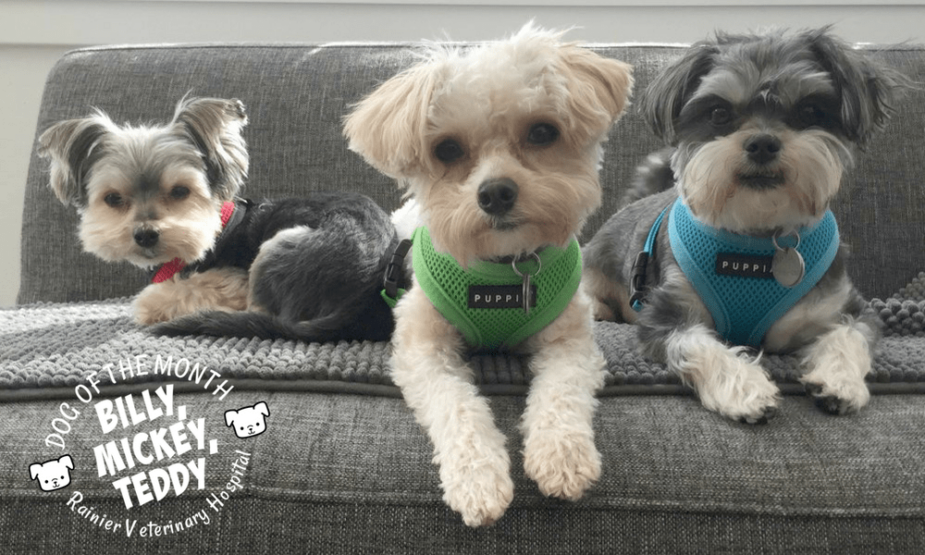 Rainier Veterinary Hospital Dog of the Month, June 2018: Billy, Teddy, and Mickey