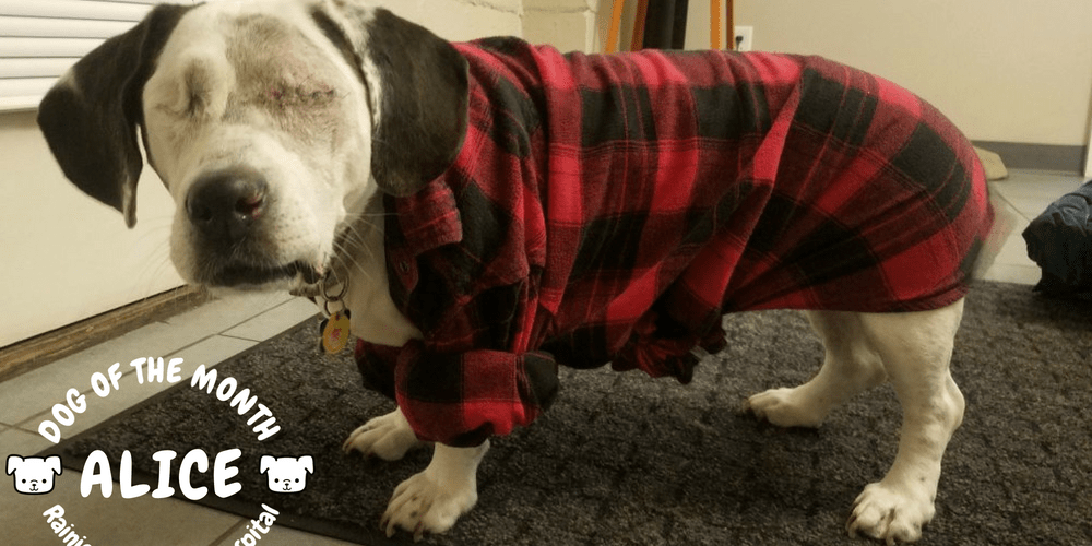 Rainier Veterinary Hospital Dog of the Month, August 2018: Alice