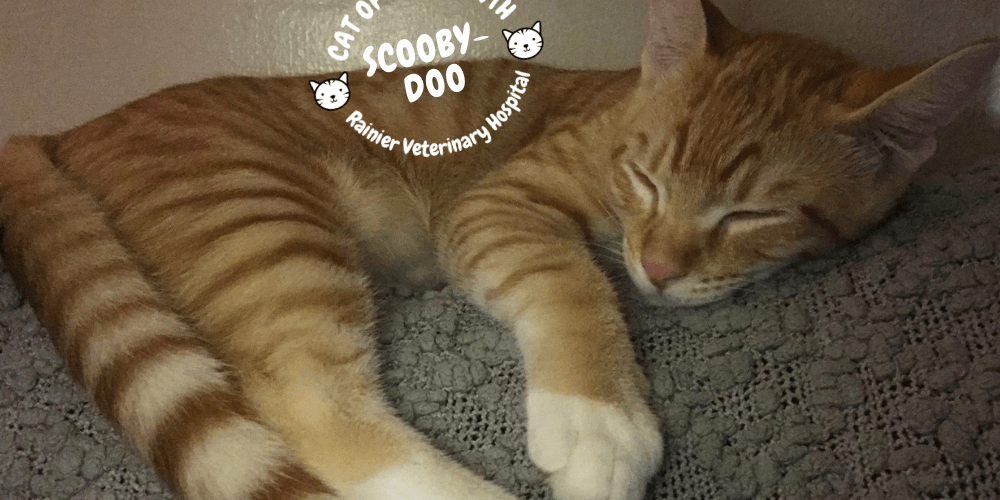 Rainier Veterinary Hospital Cats of the Month, September 2018: Scooby-Doo