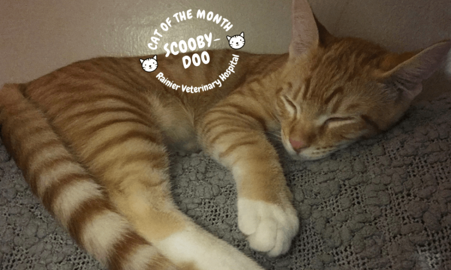 Rainier Veterinary Hospital Cats of the Month, September 2018: Scooby-Doo