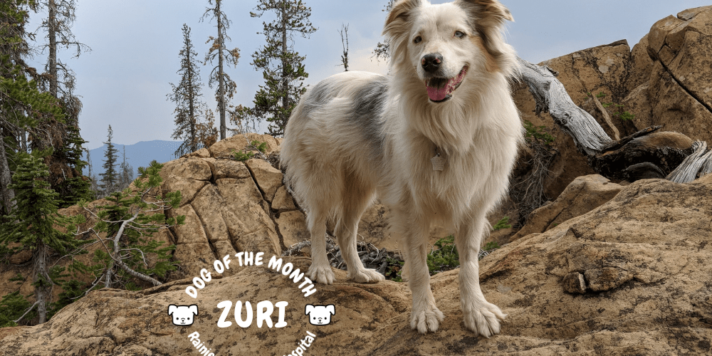 Rainier Veterinary Hospital Dog of the Month, September 2018: Zuri