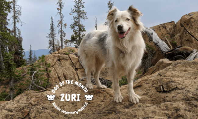 Rainier Veterinary Hospital Dog of the Month, September 2018: Zuri