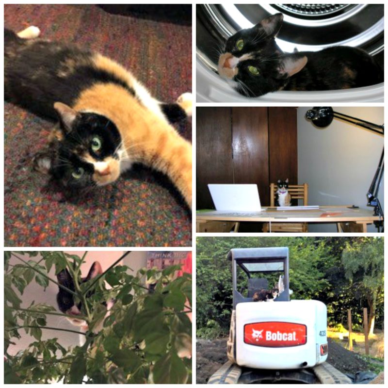 Rainier Veterinary Hospital Cats of the Month, November 2018: Emme